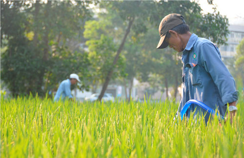 Để đưa “Mùa Gặt” về phố, 1 ha lúa đã được trồng ngay tại khu đô thị Phú Mỹ Hưng.