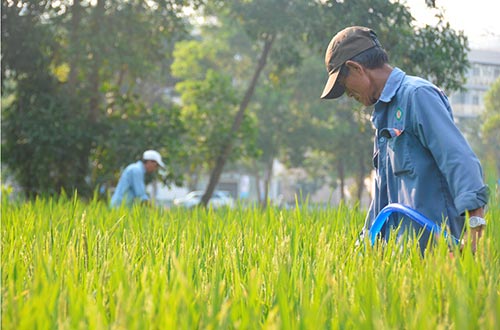 Để đưa “mùa gặt” về phố, 1 ha lúa đã được trồng ngay tại khu đô thị Phú Mỹ Hưng