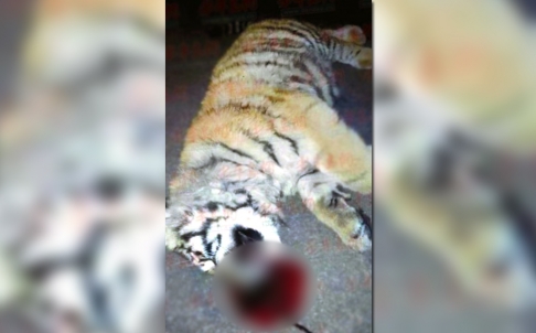 The body of the tiger cub that jumped off the roof of the building where it was kept in Qingdao. Photo: SCMP Pictures