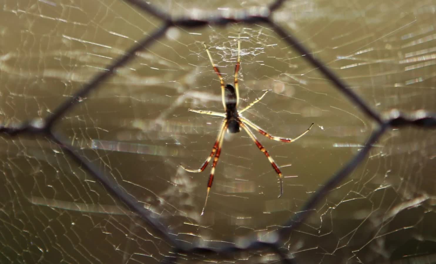 Giải mã cơn mưa nhện ma quái ở Úc - Báo Người lao động