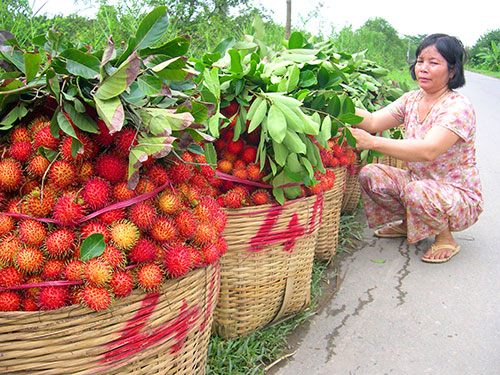 Xuất khẩu trái cây là điểm sáng của nông sản Việt Nam 6 tháng đầu năm 2015     Ảnh: NGỌC TRINH