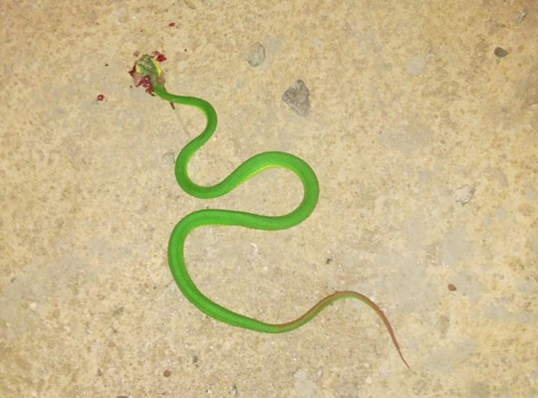 Cảnh báo rắn lục đuôi đỏ tấn công vào mùa mưa - Ảnh 2.