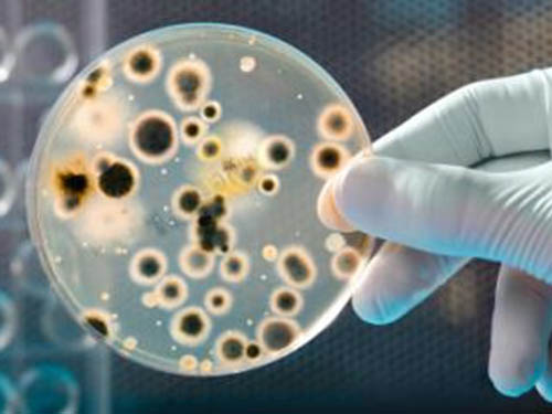 Tế bào mỡ giúp tạo nên thành phần bẩm sinh của hệ miễn dịch có thể tiêu diệt vi sinh vật gây hạiẢnh: MNT