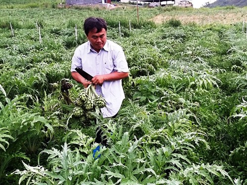 Anh Nguyễn Trung Thành trong vườn cây dược liệu atisô nghịch vụ của mình - Ảnh: G.B