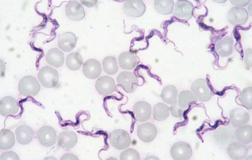 Trùng roi Trypanosoma evansi