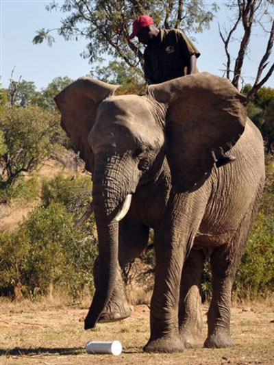 Một chú voi đang được huấn luyện đánh hơi nhận biết thuốc nổ Ảnh: AP