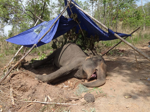 Con voi Na Liêng chết sau khi được điều trị