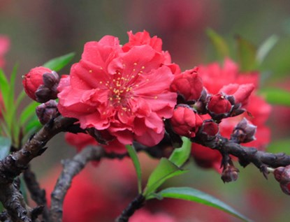 Hoa có màu hồng thẫm, số lượng cánh hoa trên một bông đào thất thốn tối đa khoảng 49 - 50 cánh