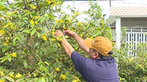 Mai vàng ở làng mai vàng Phước Định 2 đã nở hoa dù còn gần 2 tháng nữa mới đến Tết Ảnh: Nam Hồng