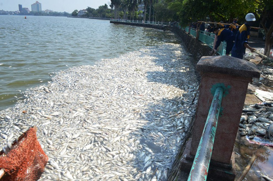 Lực lượng chức năng thu gom cá chết ở hồ Tây - Ảnh: NGUYỄN HƯỞNG