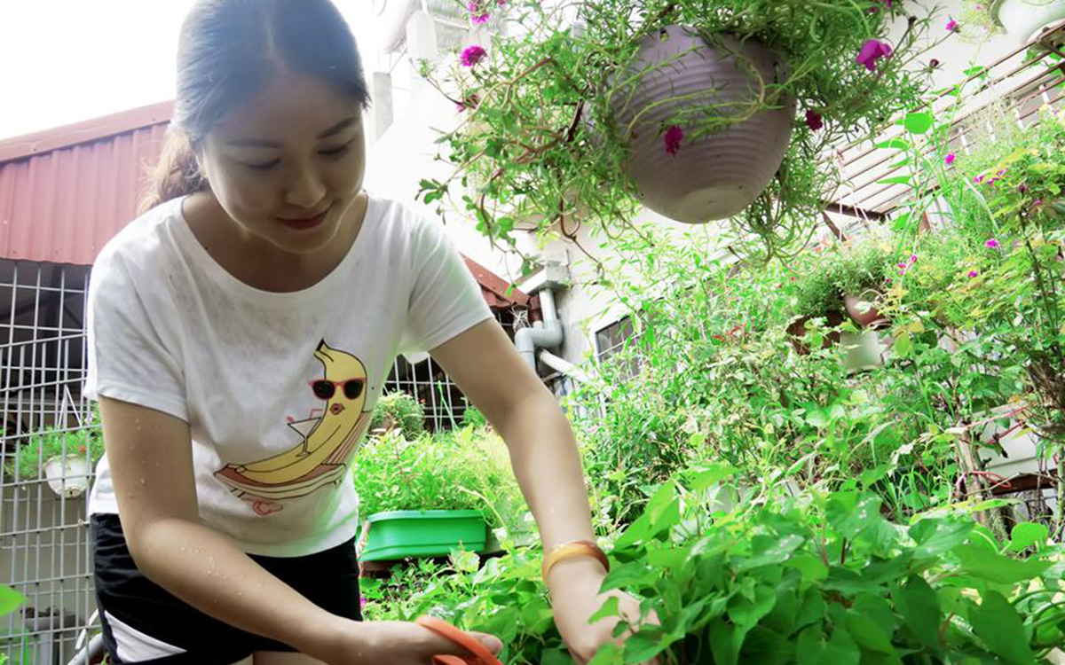 Giới thiệu 4 mô hình trồng rau sạch tại nhà đơn giản hiệu quả cao