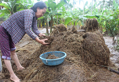 Bà Huỳnh Thị Bạch Tuyết, ngụ xã An Hiệp (huyện Tuy An, tỉnh Phú Yên) bên đống lúa mục nát sau lũ