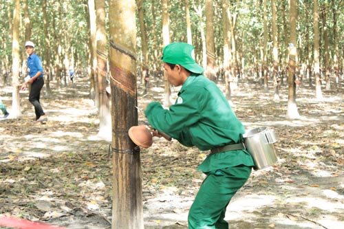 Thi đua tăng năng suất, sản lượng, chất lượng là cách giúp ngành cao su vượt qua khó khăn