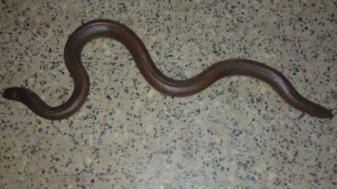 
Ở Ấn Độ, nhiều người tin rằng rắn hai đầu đem lại may mắn. Ảnh: BBC
