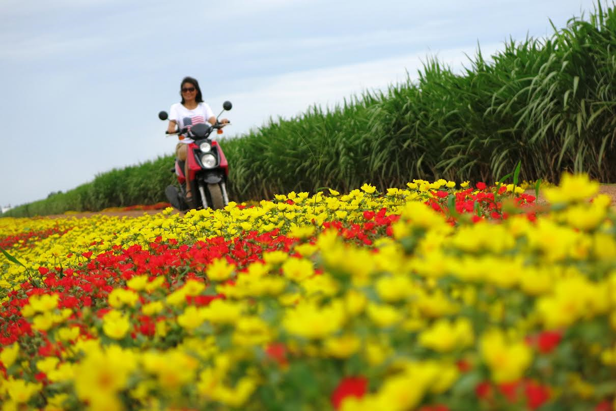 Choáng ngợp đường hoa mười giờ rực rỡ nhất Việt Nam