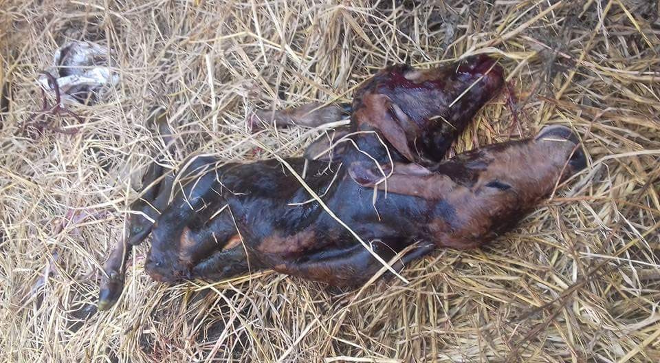 Bò mẹ sinh bê con 6 chân kỳ lạ ở Quảng Ngãi gây xôn xao dư luận - Ảnh 2.