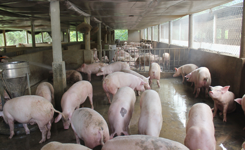 
Để lợn khỏe mạnh, mau lớn việc vệ sinh chuồng trại, phòng ngừa dịch bệnh được anh đặt lên hàng đầu. Ảnh: Hồng Vân
