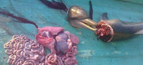 
Cá heo đã bị cắt đầu, mổ bụng làm thịt. Ảnh trên Facebook của Người Phú Quốc.
