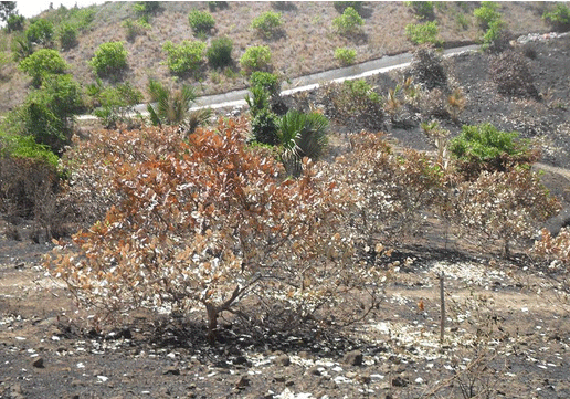 
Nhiều diện tích cây của người dân bị cháy trụi
