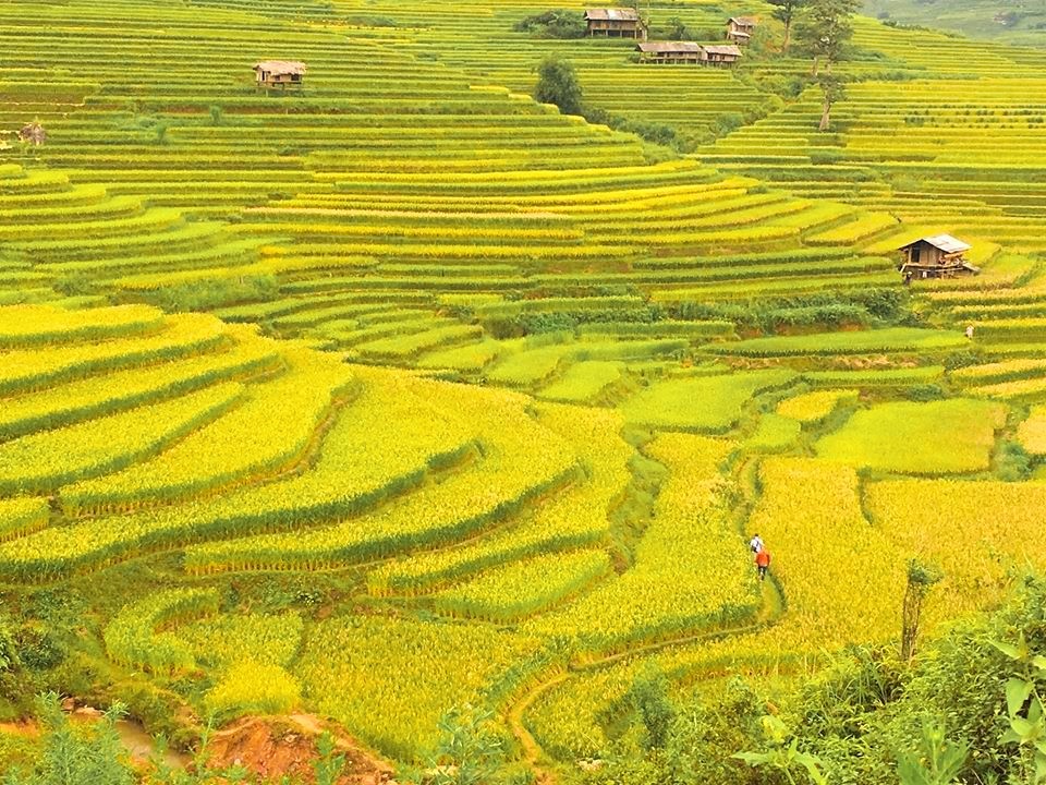 Băng qua mùa vàng Mù Căng Chải