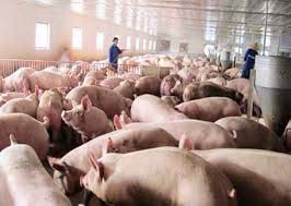 Tổng hợp 97 hình về chăn nuôi lợn theo mô hình vietgap  NEC