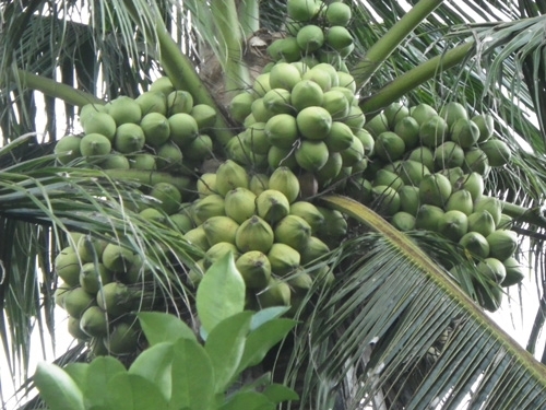 Giống dừa mới cho nhiều trái - Báo Người lao động