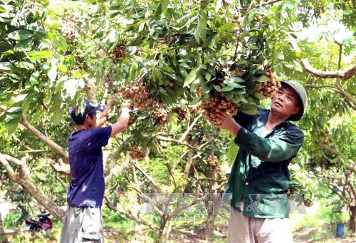 Thu hoạch nhãn tại hộ nông dân Nguyễn Văn Cảnh, phường Lam Sơn, thành phố Hưng Yên. Ảnh: Vũ Sinh/TTXVN