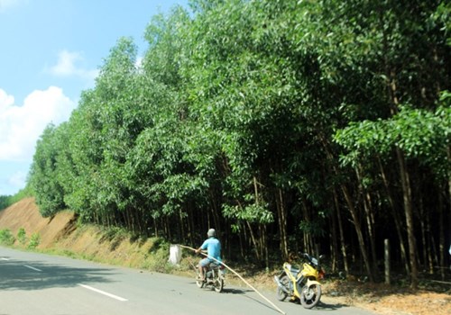 Những năm gần đây, ở Quảng Nam phát triển nghề trồng cây keo tràm. Rừng keo tràm là nơi kiến tìm đến đóng tổ trên ngọn cây, nhiều người dân địa phương đã kiếm thêm bằng nghề lấy trứng kiến.