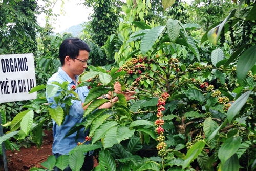 
Vườn cà phê xen canh tiêu theo phương pháp hữu cơ cho thu nhập khoảng 1 tỉ đồng mỗi năm. Ảnh: NVCC
