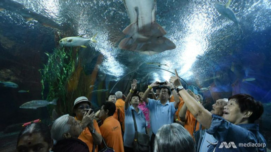 Underwater World hoạt động từ tháng 5-1991 nhưng đóng cửa vào cuối tháng 6 do không cạnh tranh được với các điểm tham quan hồ cá tương tự. Ảnh: MEDIA CORP