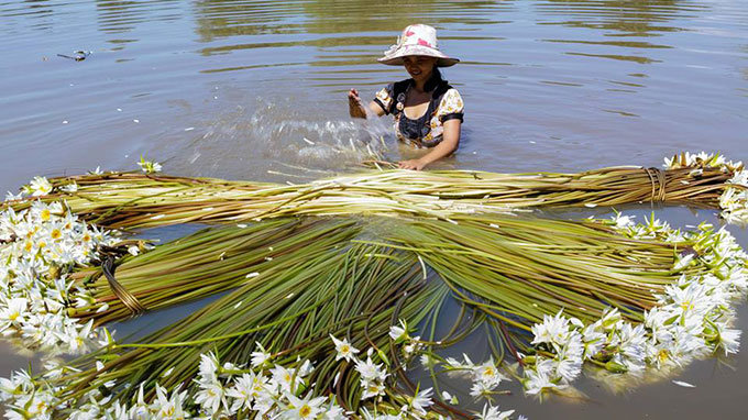 ''
Đây là loài hoa mà mùa nắng cứ tự vùi hạt, thân củ, rễ xuống tầng đất sâu, chờ mưa xuống, nước lên thì lặng lẽ mọc, lặng lẽ khoe sắc khắp mọi nơi. Ảnh: Tuổi trẻ
''