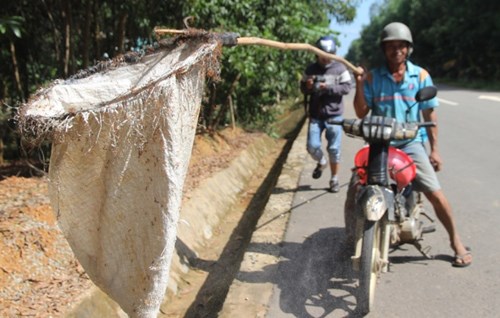 Săn hết khu rừng này, anh Linh mang đồ nghề di chuyển đến khu rừng khác. Việc săn trứng kiến chỉ làm được vào buổi sáng, bởi đây là khoảng thời gian kiến hiền, còn trưa nắng, nhiệt độ cao kiến rất hung dữ, anh nói.