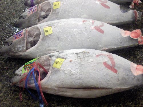 
Những chú cá ngừ đại dương được đánh dấu và chuẩn bị bán đấu giá. Ảnh:Kyuhoshi.
