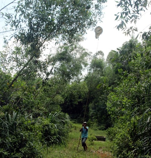 Để lấy được trứng kiến, người dân dùng sào tre dài chừng 6 m, phía trên vót nhọn, gắn bao tải. Kiến bò rất nhanh nên phải làm gọn gàng. Nếu chậm chạp sẽ bị kiến đốt sưng khắp người, anh Linh - một thợ săn trứng kiến cho hay.