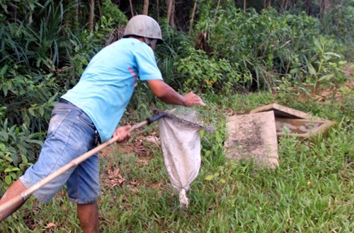 Chọc xong tổ, thợ săn dùng bột năng bỏ vào bao tải. Thứ bột này sẽ đuổi kiến đi, đồng thời giữ những con non nằm lại.