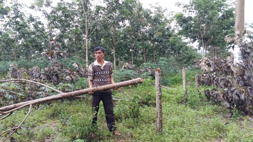 23 cây cao su của gia đình ông Nguyễn Phương bị nhân viên điện lực chặt phá