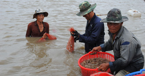 Bảo hiểm nông nghiệp giúp đời sống nông dân được bảo đảm Ảnh: Duy Nhân