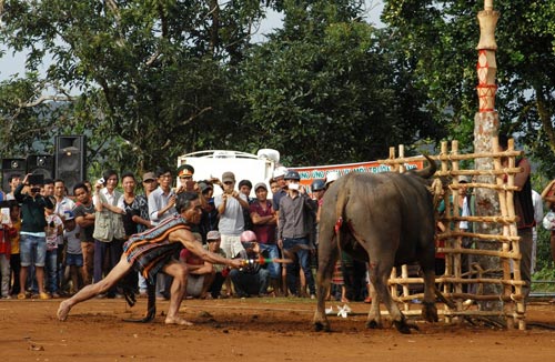 Nghi lễ đâm trâu trong một lễ hội truyền thống của đồng bào dân tộc bản địa Tây NguyênẢnh: Đình Thi