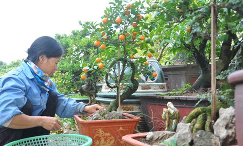 Vườn quất ghép cần thăng bonsai độc nhất vô nhị ở Thủ đô