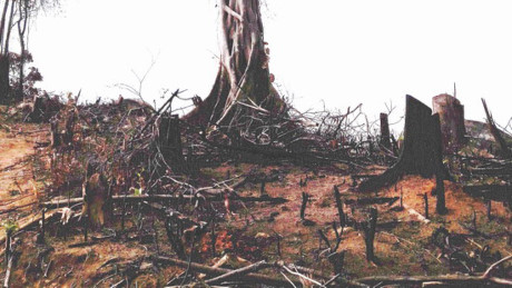 Thủ tướng yêu cầu Bình Định xử lý nghiêm phá rừng An Lão - Ảnh 1.