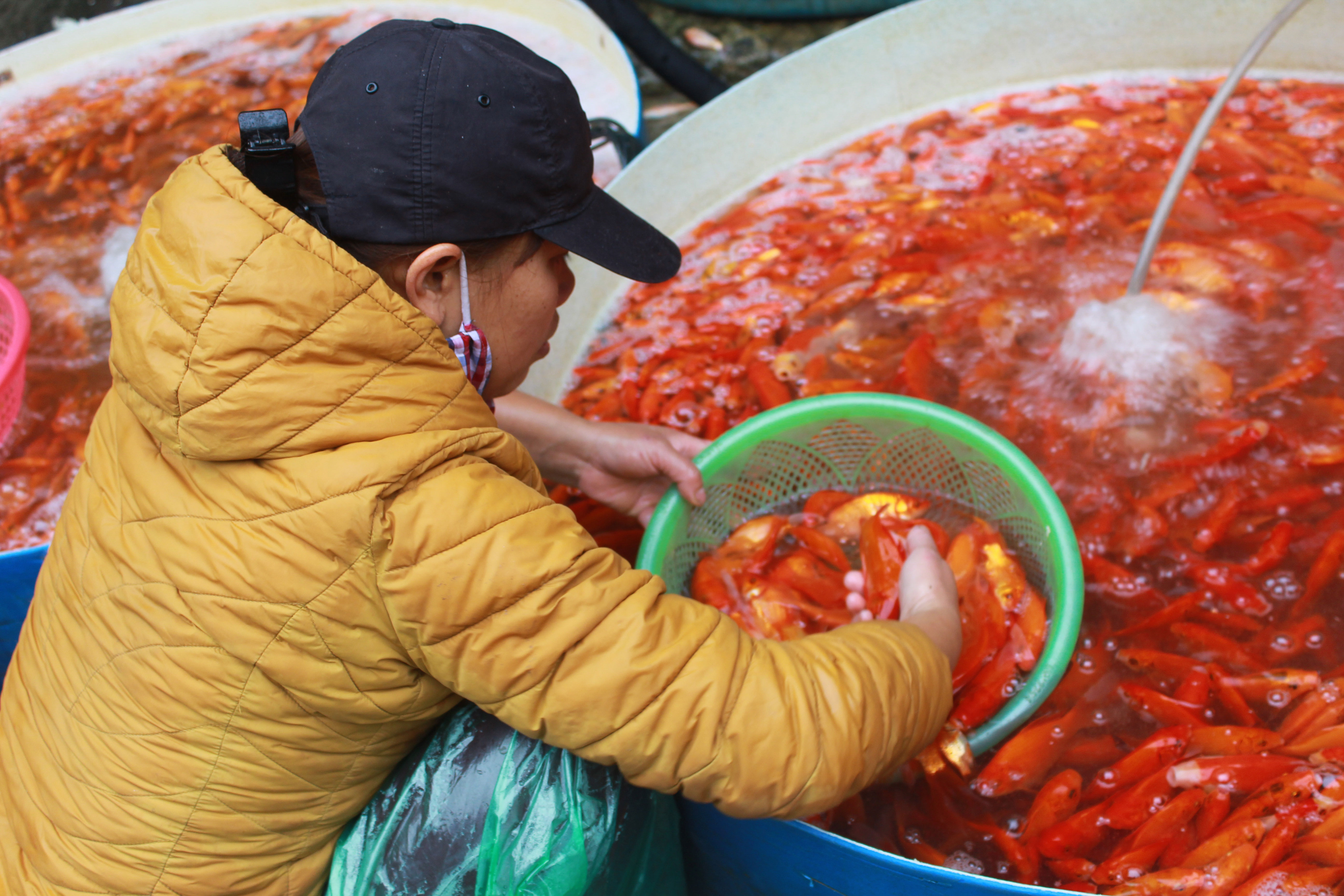 Nhộn nhịp mua cá chép phóng sinh