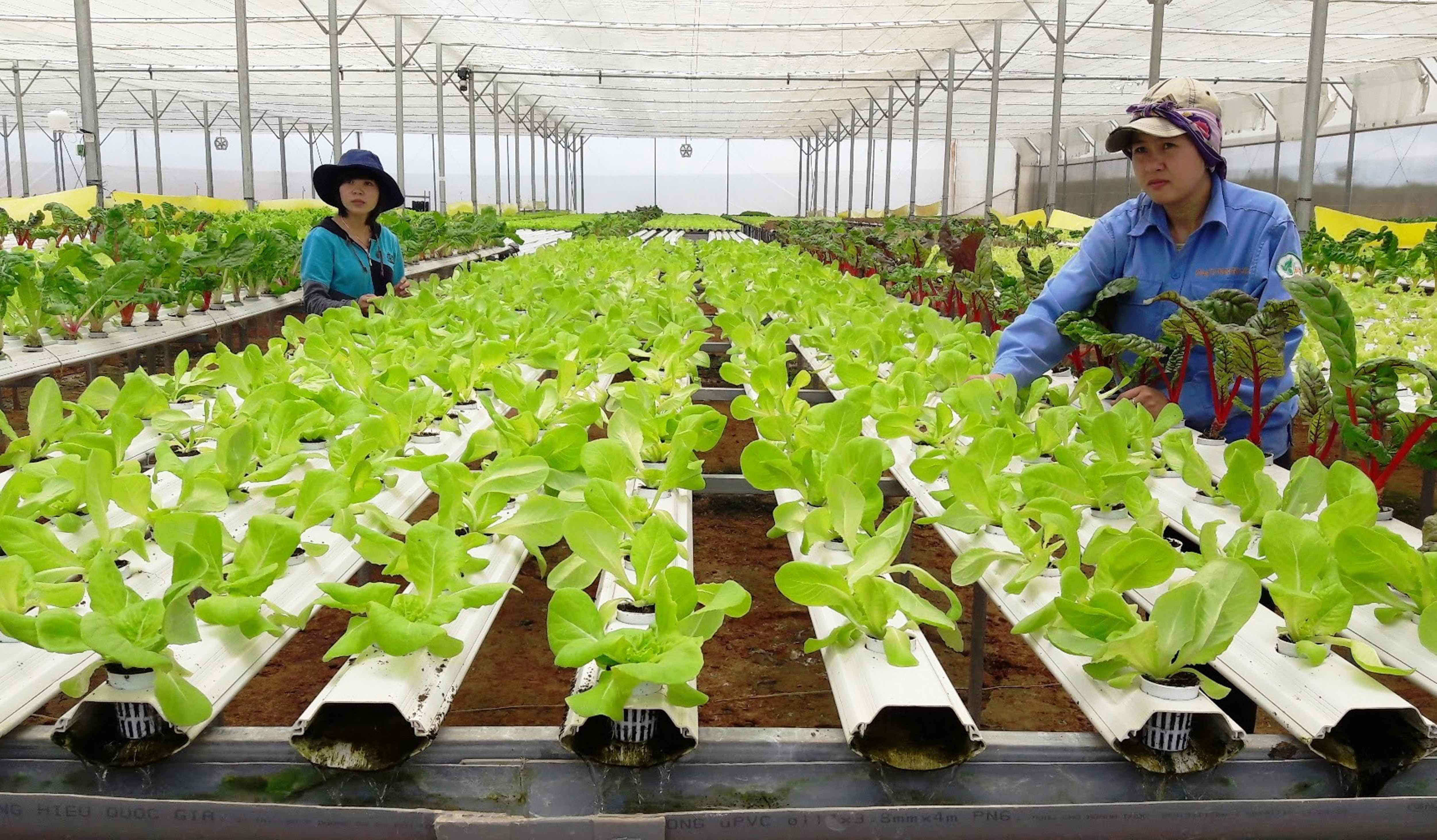 Tìm hiểu dự án trồng rau sạch công nghệ cao mới nhất 2021
