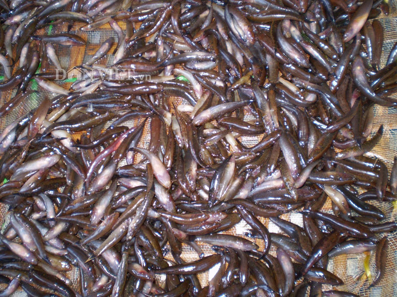 Cá Bống Mút Rong đặc điểm và cách chăm sóc  Thái Hoà Aquarium