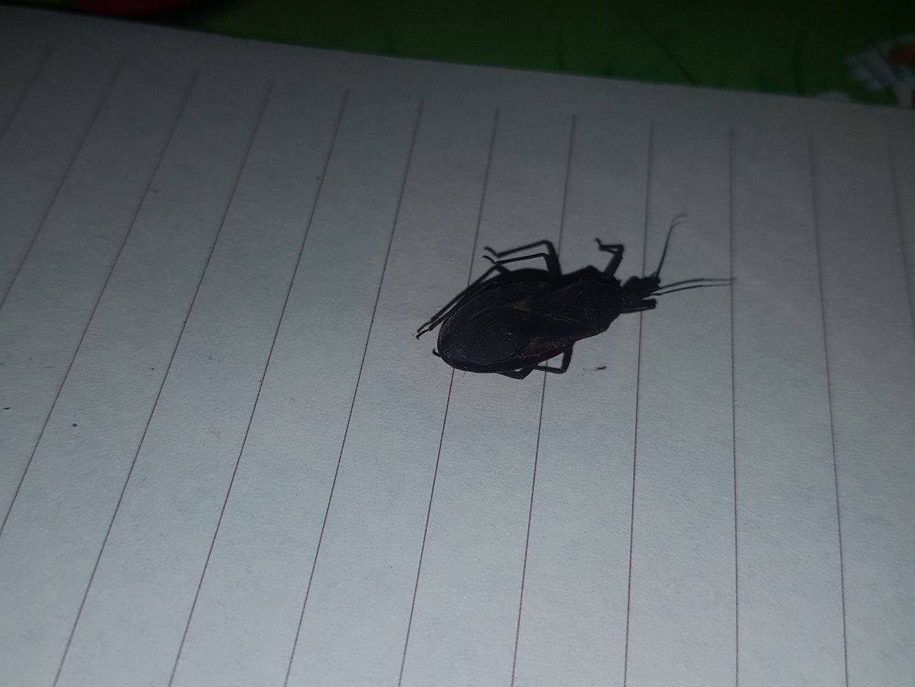 Hiện tại kh&ocirc;ng phải l&agrave; m&ugrave;a sinh sản của lo&agrave;i c&ocirc;n tr&ugrave;ng n&agrave;y.