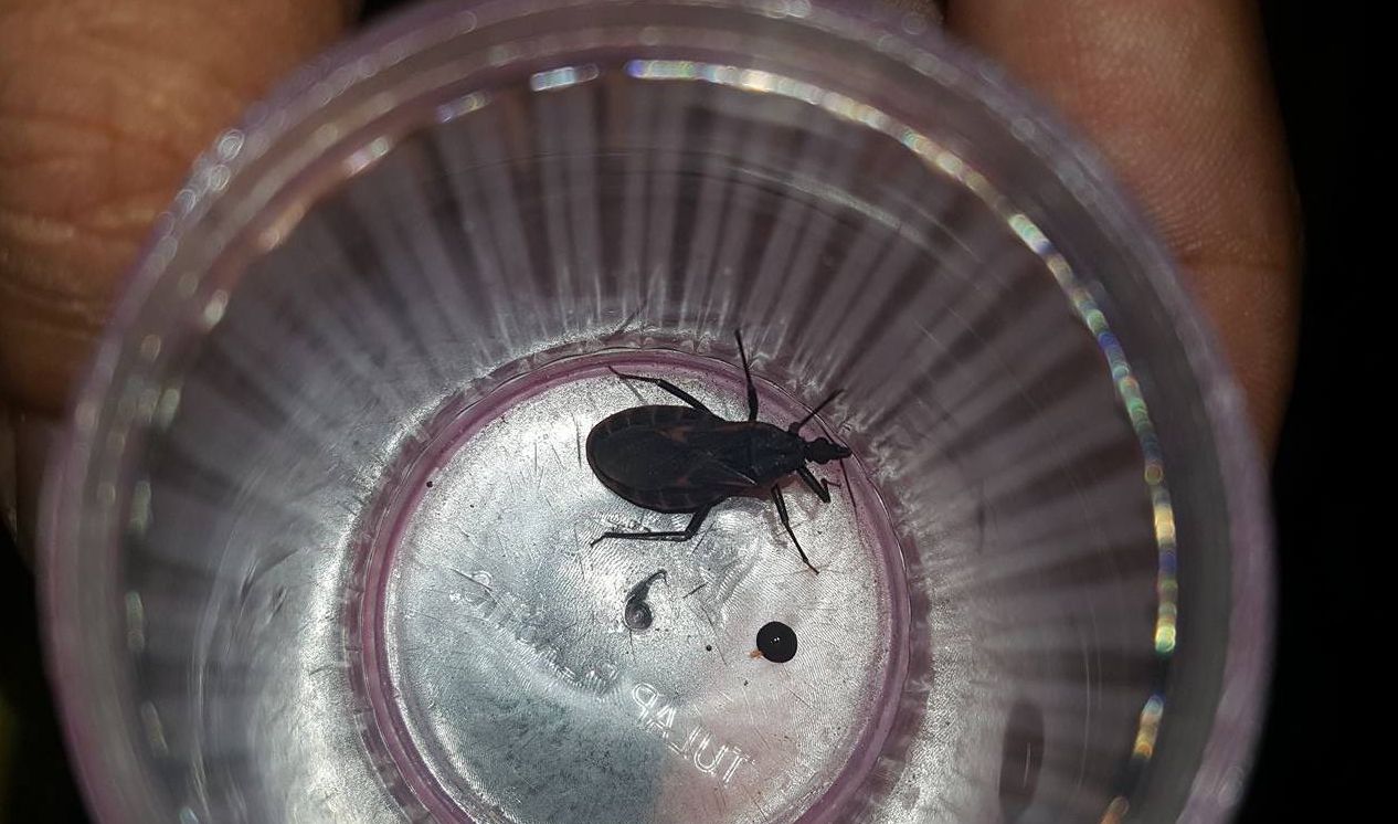  Bọ x&iacute;t h&uacute;t m&aacute;u người được người d&acirc;n quận 7, TP HCM ph&aacute;t hiện. 