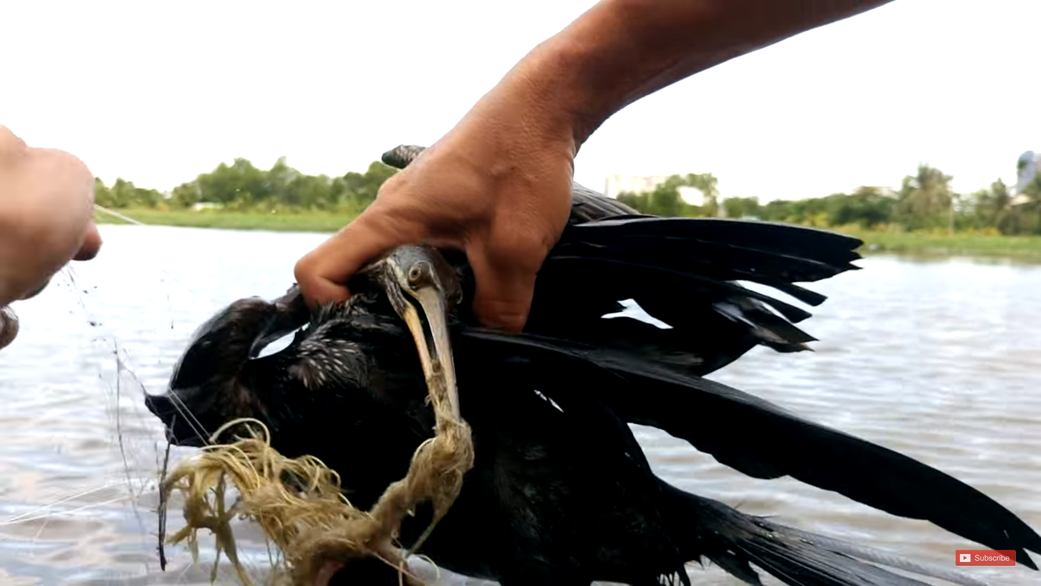 WWF-Việt Nam - 🐦 ẢNH ĐẦU TUẦN Chim Điên điển phương Đông... | Facebook