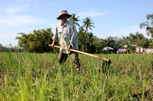 Người dân xã Bình Phước, huyện Bình Sơn, tỉnh Quảng Ngãi phần lớn làm nông nên lo lắng sẽ mất đất sản xuất khi xây dựng học viện golf