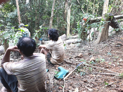 Một nhóm “lâm tặc” đang nghỉ ngơi để tiếp tục cưa gỗ