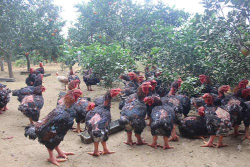 Đàn gà Đông Tảo đặc sản ở trang trại của ông Phạm Huy Tấn