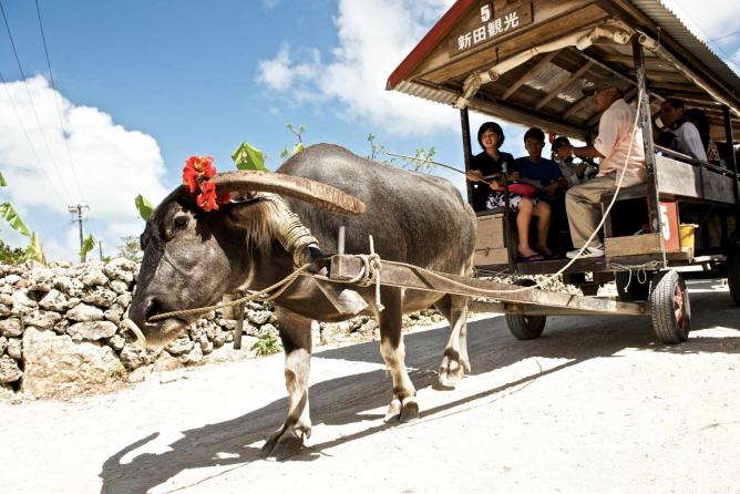 
Taxi bò ở đảo Taketomi. Ảnh: Ajarl/Flickr
